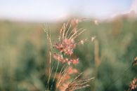 Delicate molasses grass growing in meadow on sunny day
