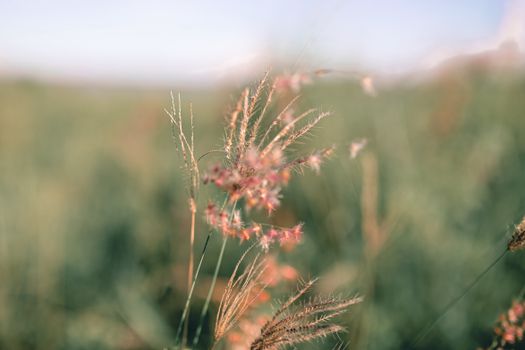 Delicate molasses grass growing in meadow on sunny day