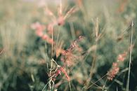 From above of delicate pink Melinis minutiflora grass growing on meadow on sunny day