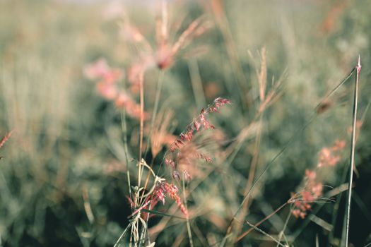From above of delicate pink Melinis minutiflora grass growing on meadow on sunny day