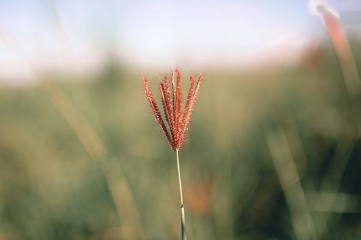 Grass flower growing in field in sunny day
