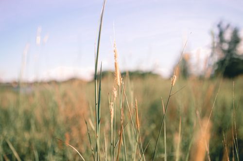 Free Tall dry spikelets of cereal grass growing in field in countryside at daytime Stock Photo