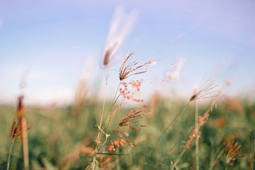 Free Thin dry grass growing in field in countryside at daytime against blurred background Stock Photo