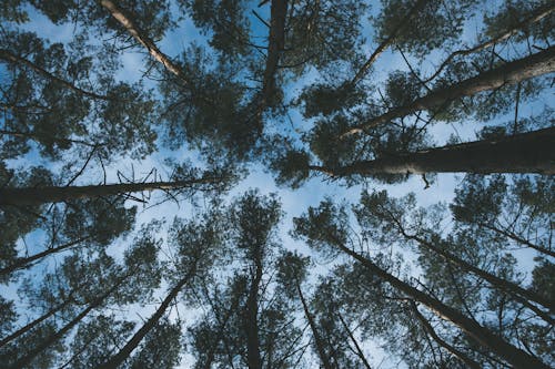 Free Top of tall trees in woodland Stock Photo