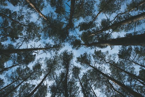 Free From below of long trunks and crown condition of tall coniferous trees in forest under vibrant blue sky in daytime Stock Photo