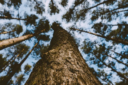 Low angle of tall coniferous tree with uneven brown bark under tree crown condition in woodland against light blue sky