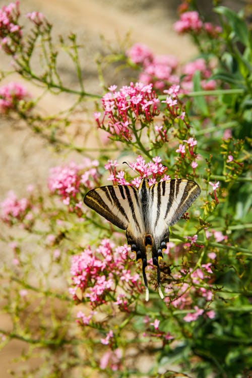 Butterfly perched in a Pink Flowers