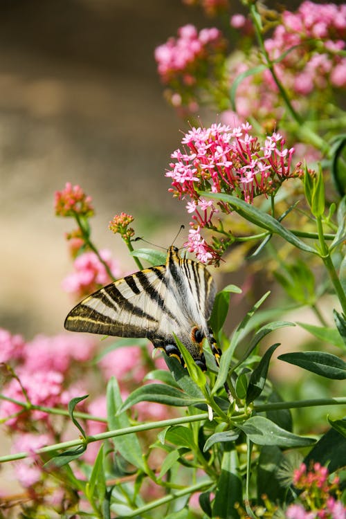 Photograph of a Scarce Swallowtail Near Pink Flowers