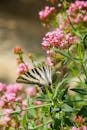 Photograph of a Scarce Swallowtail Near Pink Flowers