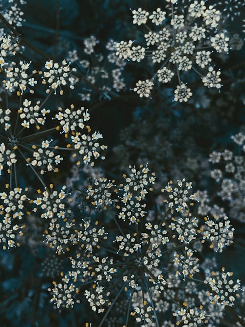 Top view tiny white Gypsophila flowers on thin twigs growing on verdant meadow in summer nature