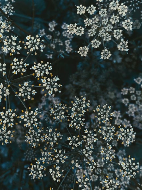 Free Top view tiny white Gypsophila flowers on thin twigs growing on verdant meadow in summer nature Stock Photo