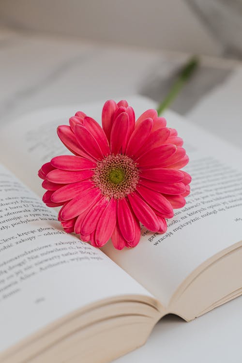 açık kitap, dikey, gerbera içeren Ücretsiz stok fotoğraf