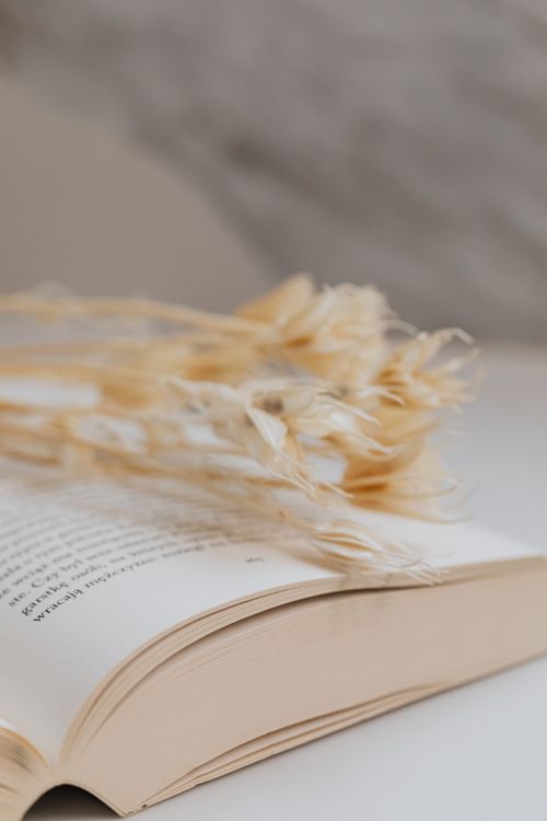 Free Open book with delicate dried wheat on soft-focus surface. Ideal for conceptual and still life photography. Stock Photo