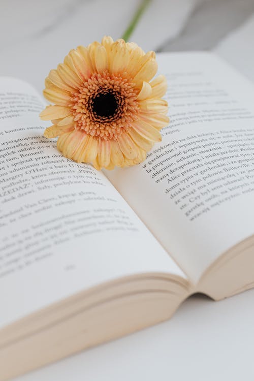 Free Yellow Flower on the Open Book Stock Photo