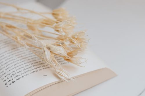 Free Close-up of dried flowers laid on an open book, creating a soft and calming aesthetic. Stock Photo