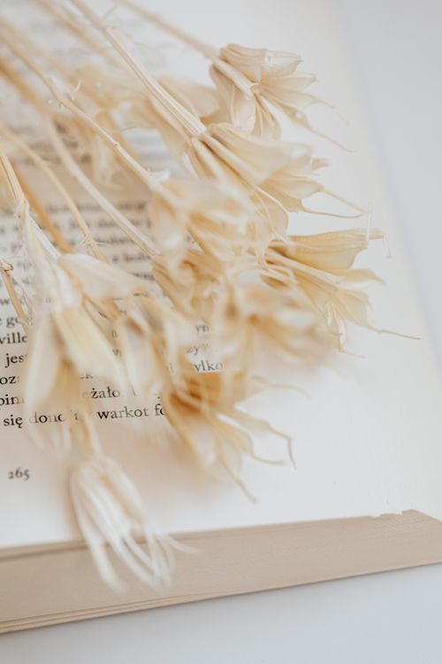 Free Close-up of dried flowers lying on an open book, creating a soft and warm minimalist scene. Stock Photo