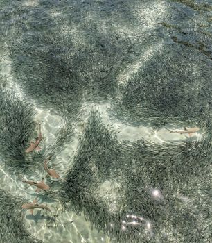 Shark Fish