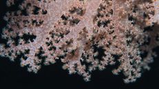Close-up of Ocean Coral Reef on Black Background