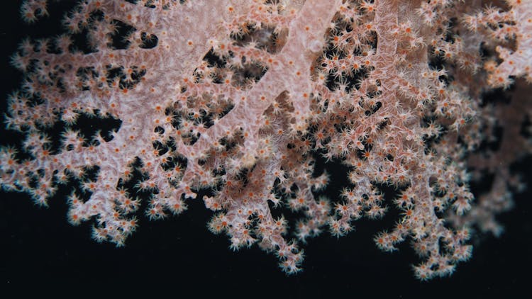 Close-up Of Ocean Coral Reef On Black Background