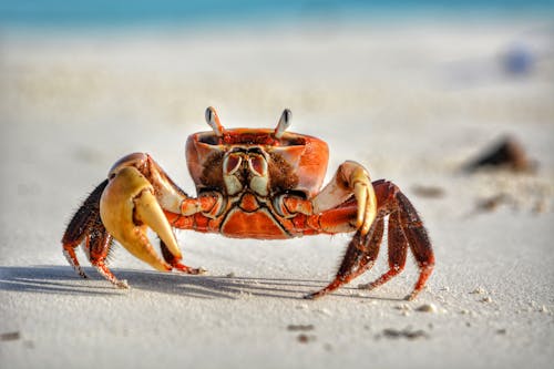 Selective Focus Photo of an Orange Crab on the Sand