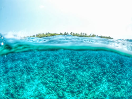 무료 바다 경치, 수중, 스플릿 레벨 사진의 무료 스톡 사진