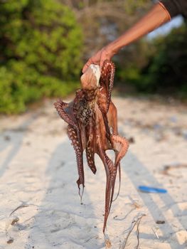 A detailed close-up of a freshly caught octopus being held on a sandy beach. Perfect for marine life and seafood themes.