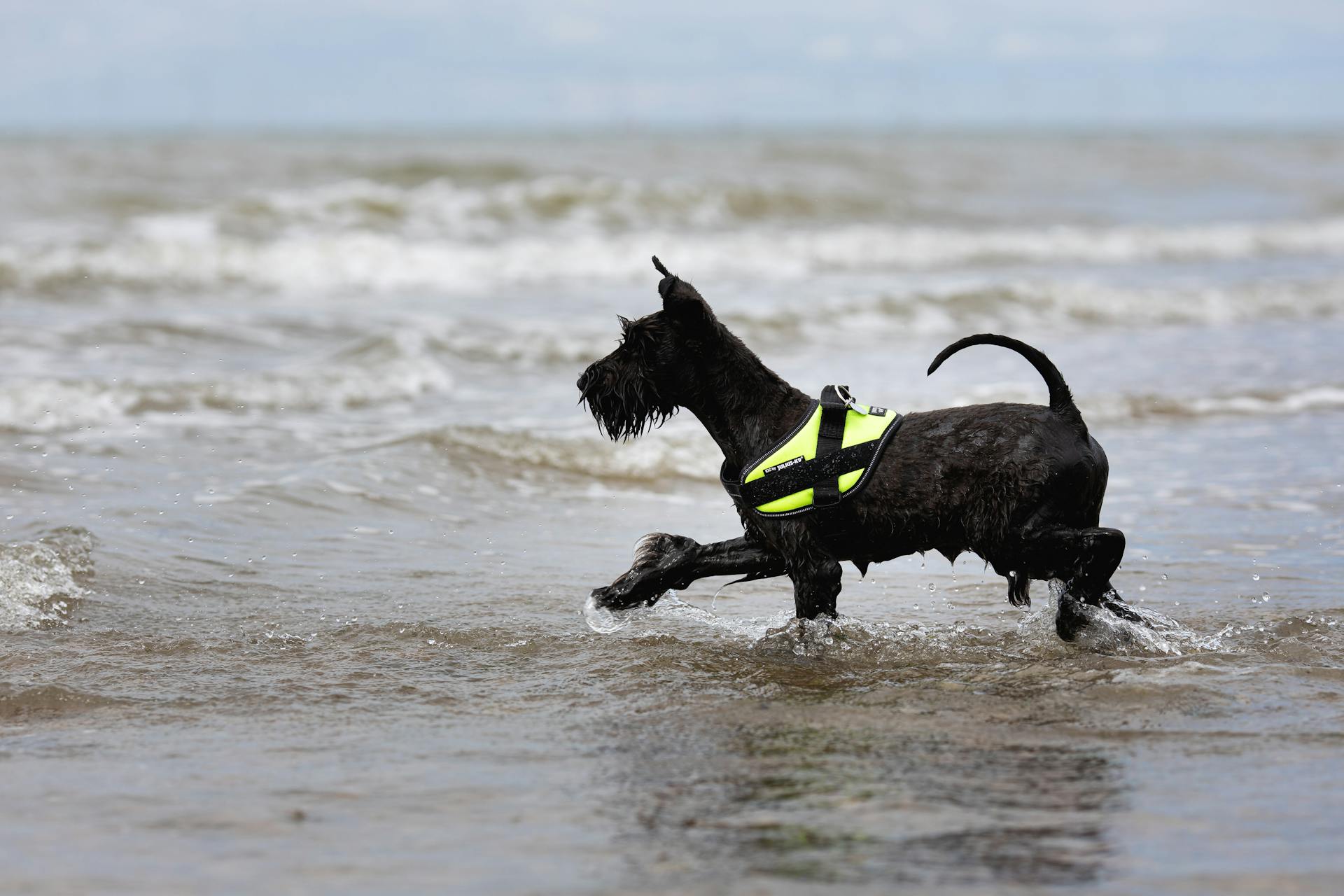 En svart schnauzer som leker på stranden