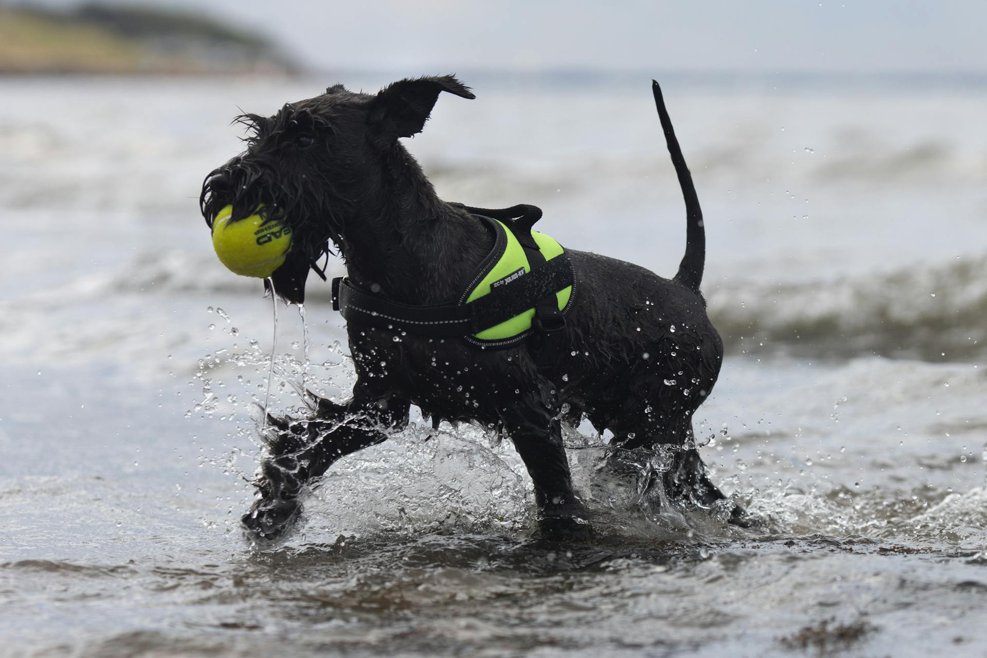 En svart schnauzer som leker med en boll på stranden