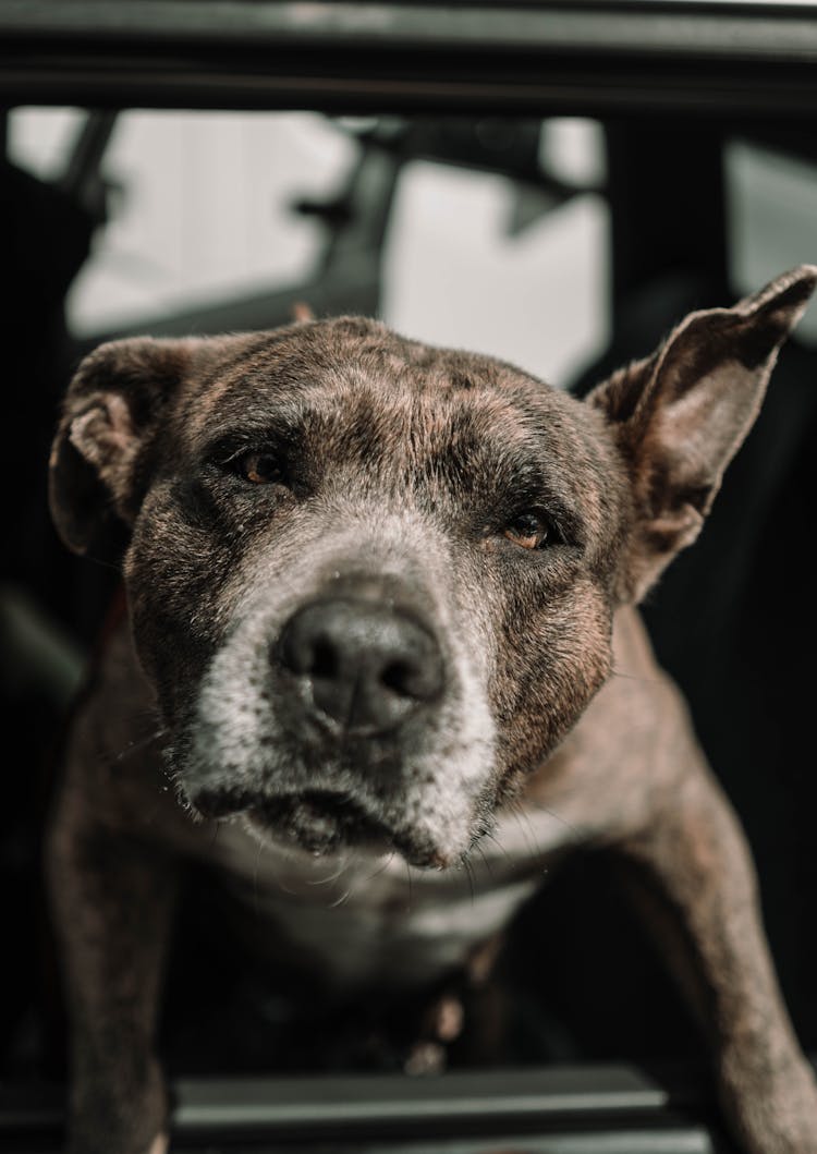 Dog Looking Out Of Window Of Car