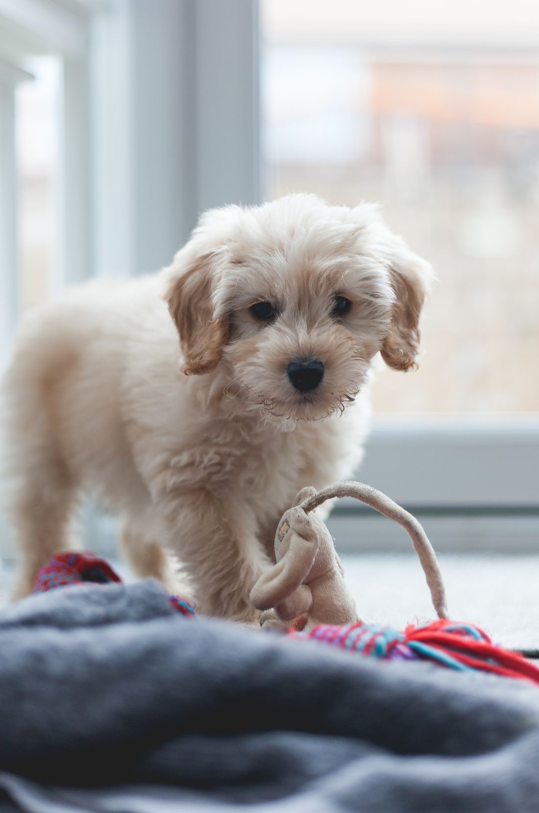 Cockapoo kiskutya játékkal beltérben