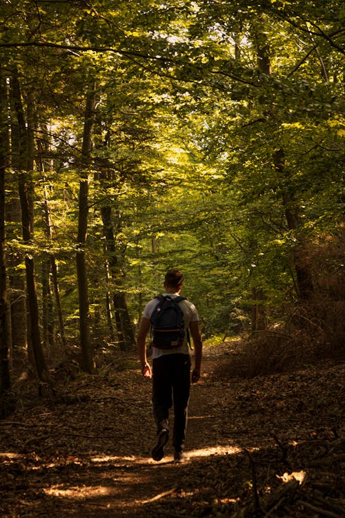 Free A Man Hiking in the Forest  Stock Photo