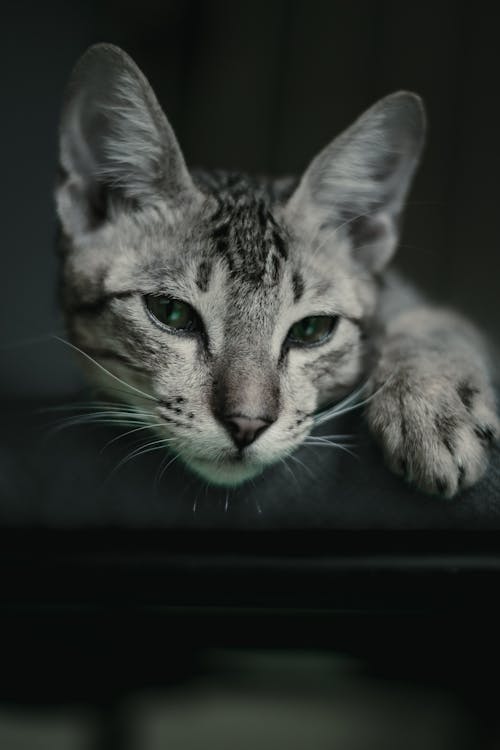 Close-Up Photo of a Gray Tabby Kitten