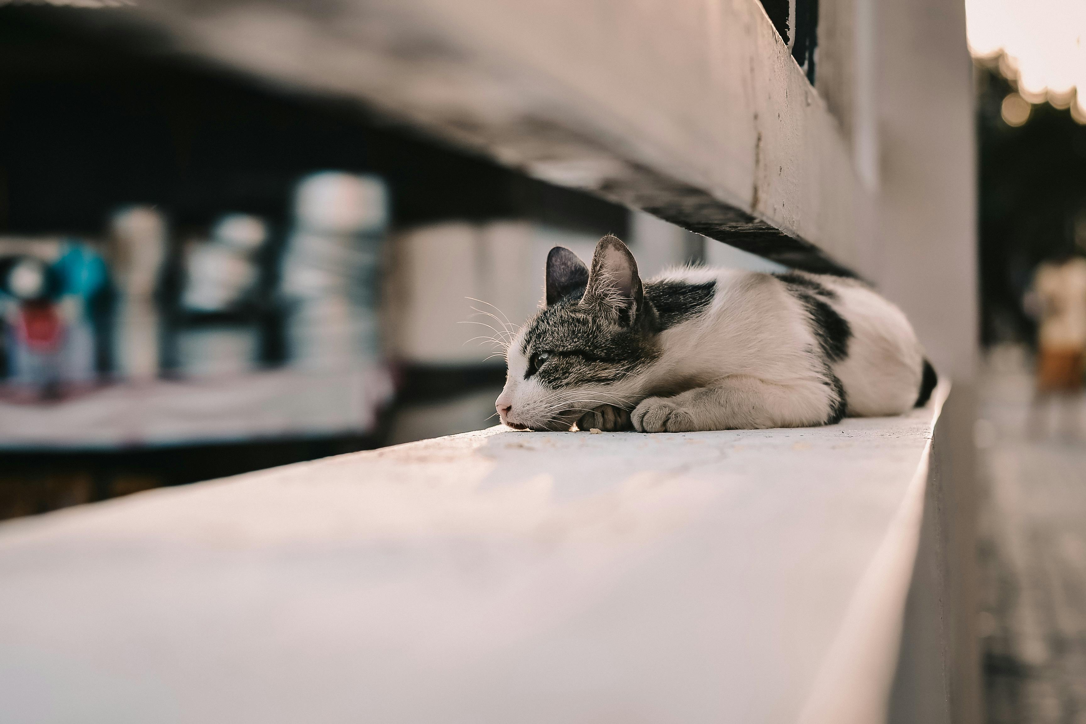 一只猫安静地在壁架上打盹，捕捉到一个宁静的放松时刻