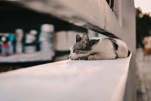 Selective Focus Photo of a Black and White Cat Lying on a Railing