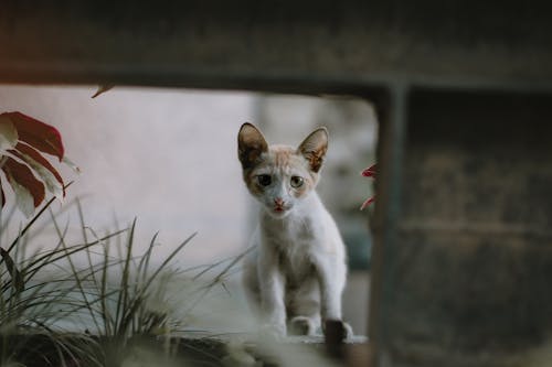 Selective Focus Photo of a White and Orange Kitten