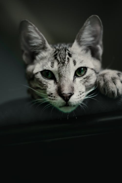 Photo of a Cute Gray Tabby Cat
