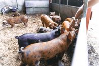 Black and Brown Pigs on Ground
