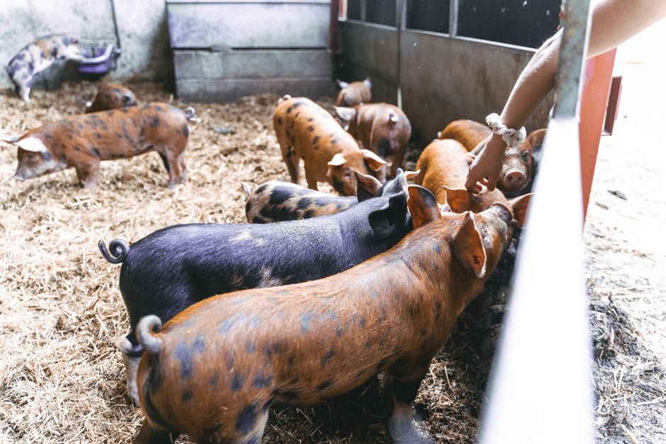 A group of speckled brown pigs on a farm being fed. Rustic farm setting.