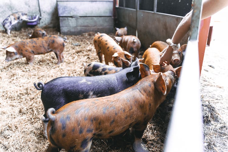 Speckled Pigs In Farm