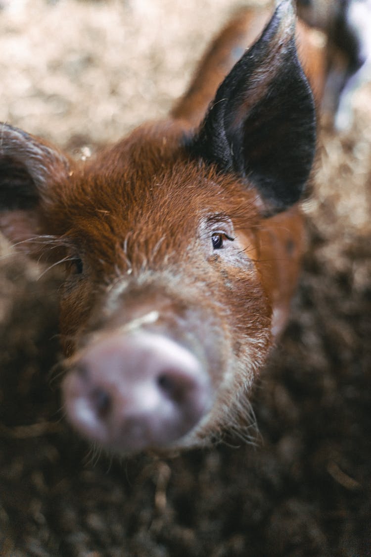 Close Up Of A Brown Pig Looking At Camera