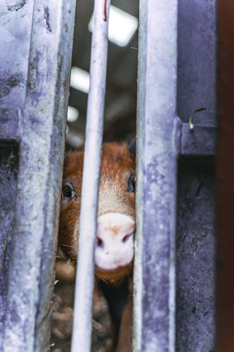 Pig In Barn