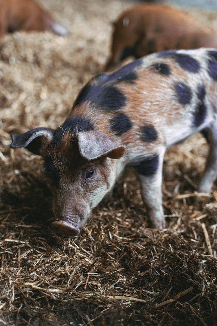 Spotted Piglet In Hay