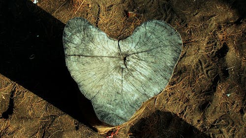 Free stock photo of chopped wood, heart, in love Stock Photo