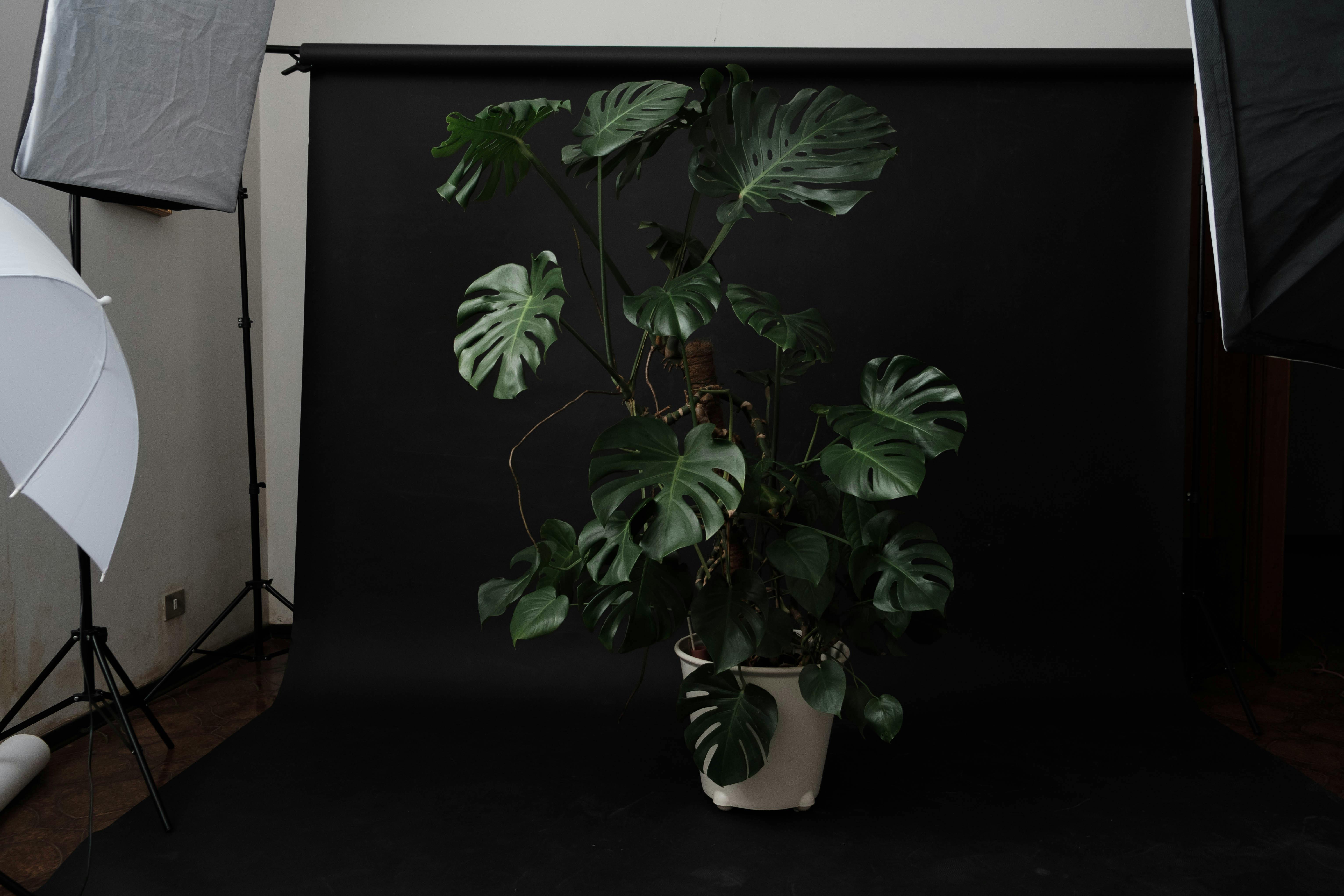 Creative composition of green potted plant with bright leaves on black backdrop in studio