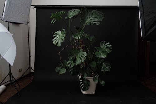 Green potted plant against black background