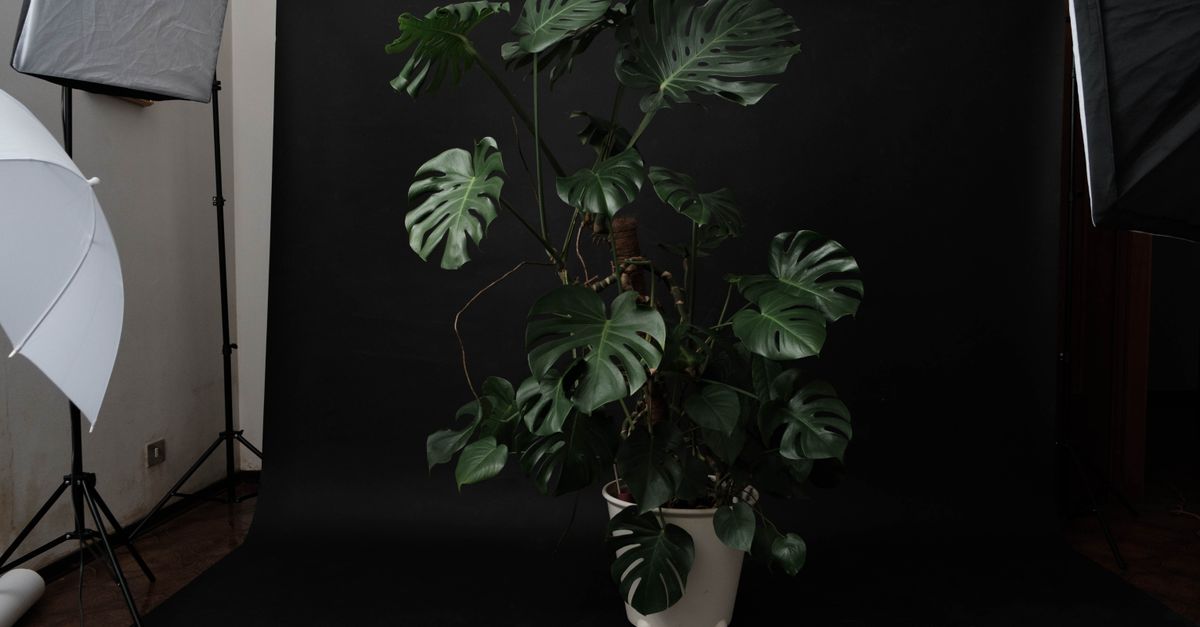 Creative composition of green potted plant with bright leaves on black backdrop in studio