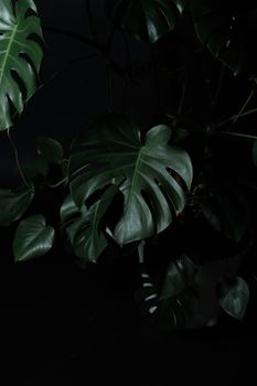 Close-up of a Monstera plant with dark, dramatic lighting highlighting its unique leaf shape.. pexels, close, monstera