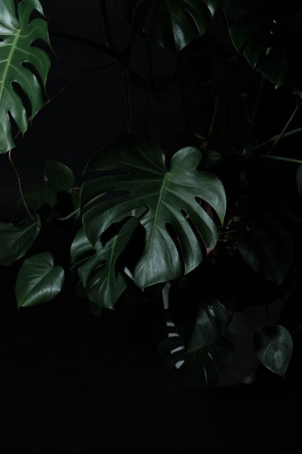 Close-up of a Monstera plant with dark, dramatic lighting highlighting its unique leaf shape.