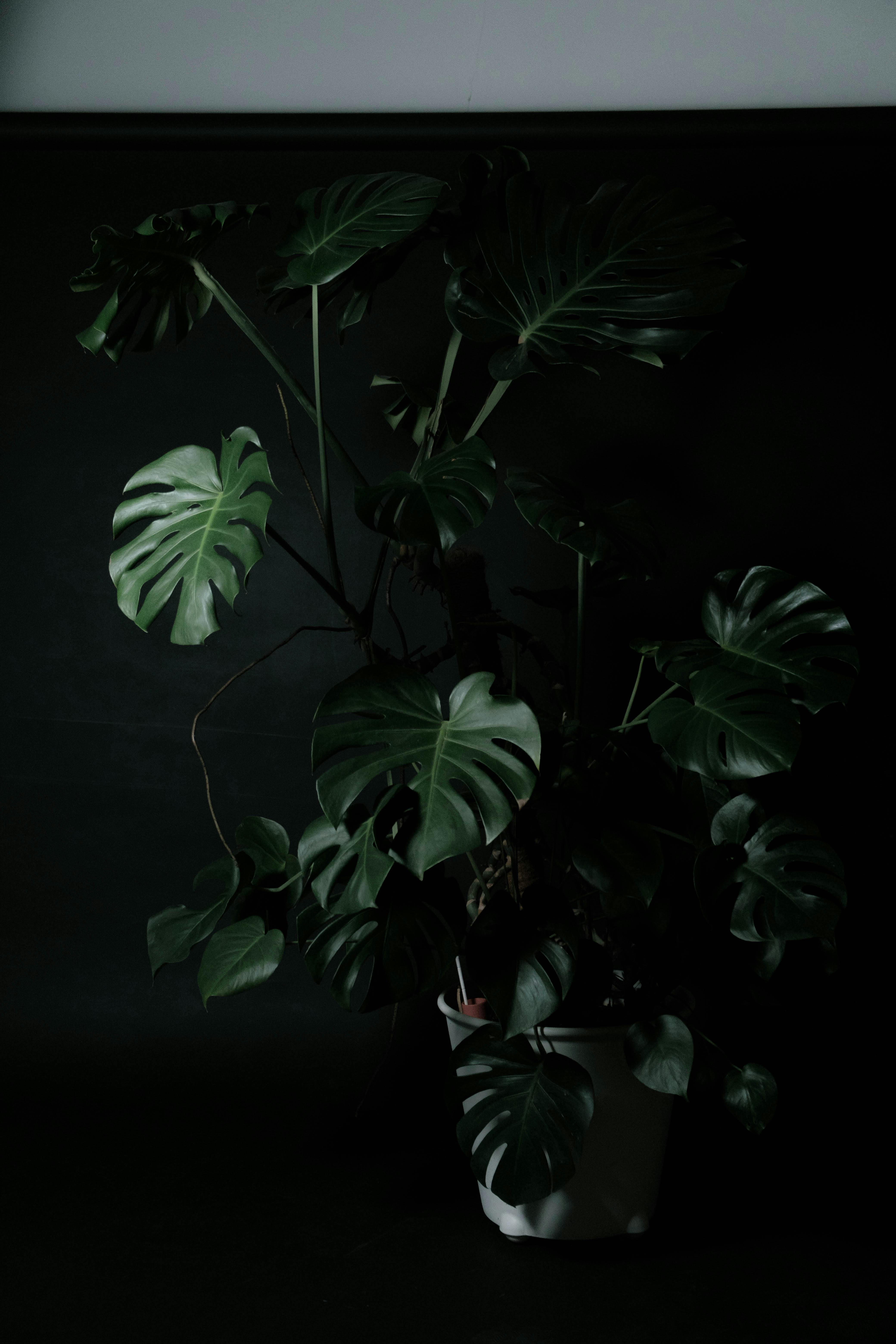 A dramatic and artistic image of a Swiss Cheese plant in low light, creating a moody atmosphere.