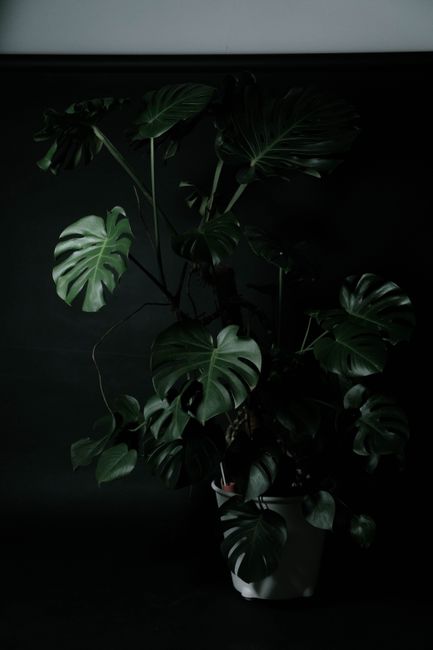 A dramatic and artistic image of a Swiss Cheese plant in low light, creating a moody atmosphere.